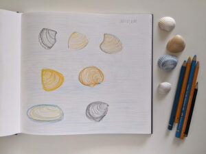 Muscheln mit Buntstiften skizziert